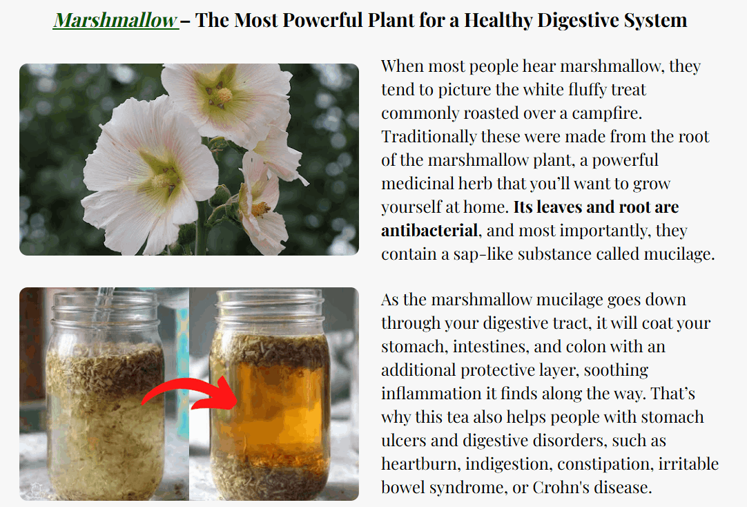 Medicinal Garden Kit Seeds